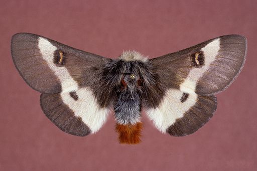 bog buck moth