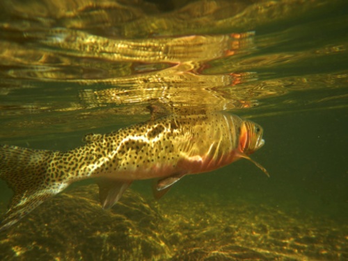 FWS Ordered to Explain Rio Grande Cutthroat Trout Decision
