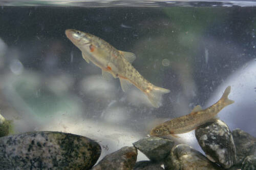 Conservation Group Sues USFWS over Protections for Two California Fish Species