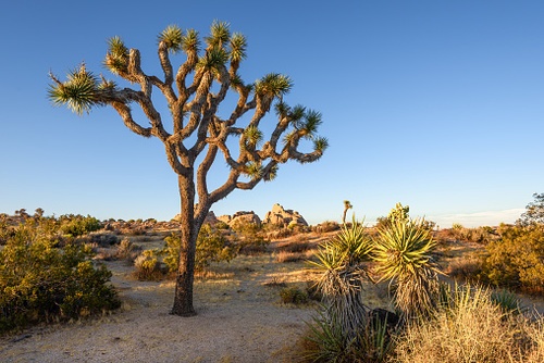 USFWS Ordered to Take Another Look at Joshua Tree