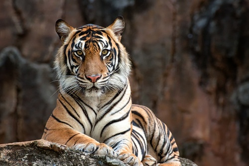 Tiger King Shines Light on an Endangered Species Act Quirk