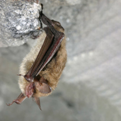 Fish and Wildlife Service Publishes Hotly Anticipated Northern Long-Eared Bat Proposal