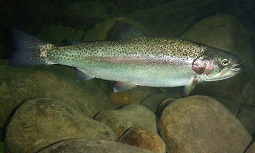 Fish and Game Commission to Consider Protections for Southern California Steelhead