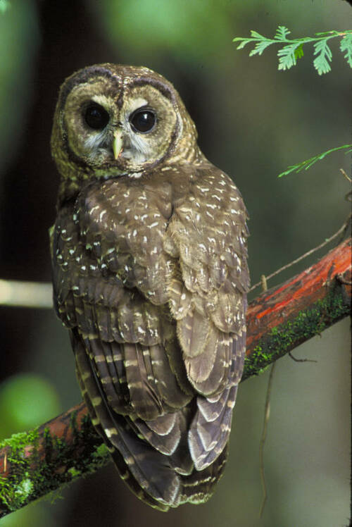 Service Revises Critical Habitat Designation for Northern Spotted Owl