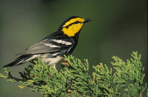 Service Must Revisit Whether To Delist Golden-Cheeked Warbler 