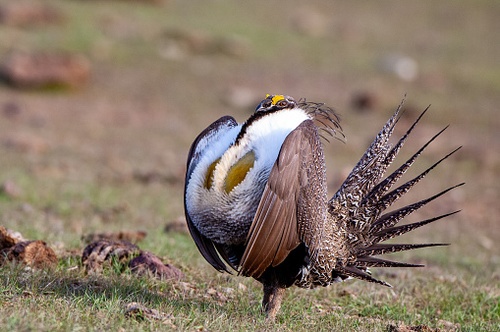 Federal Court Orders Service to Take a Third Look at Bi-State Sage Grouse Listing Status