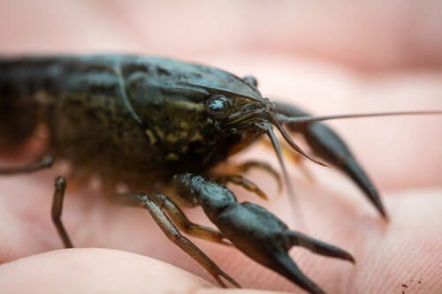 Panama City Crayfish Listed as Threatened and Critical Habitat Designated