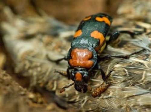 Service Announces American Burying Beetle Downlisting and 4(d) Rule