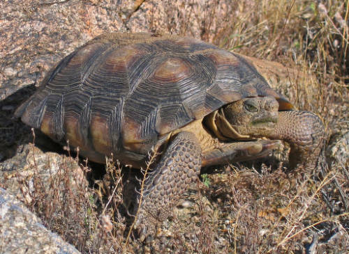 FWS Makes Findings on Ocelot, Sonoran Desert Tortoise, Cuckoo Bumblebee, and Others