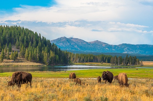 FWS Rejects Petitions to List Yellowstone Bison, But Other Listing and Critical Habitat Designations May be Warranted