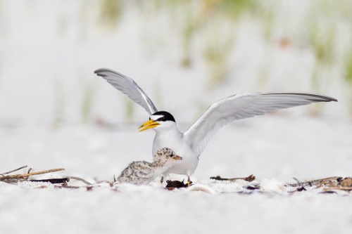 FWS Proposes Removing Interior Least Tern from ESA Protection