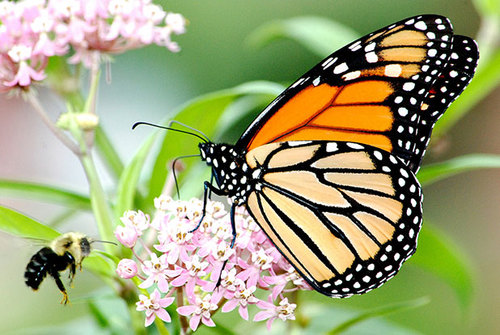 Monarch Butterfly Conservation Agreement Takes Flight