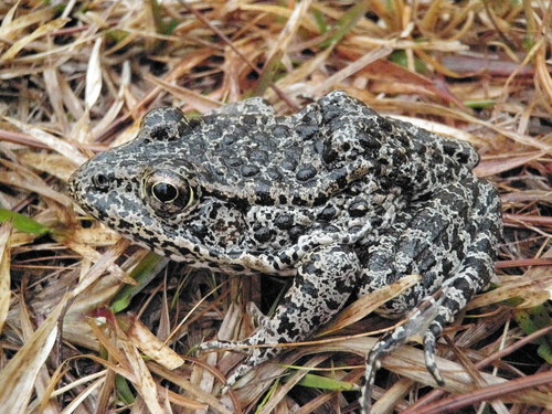 Settlement Eliminates 1,500 Acres of Designated Dusky Gopher Frog Critical Habitat