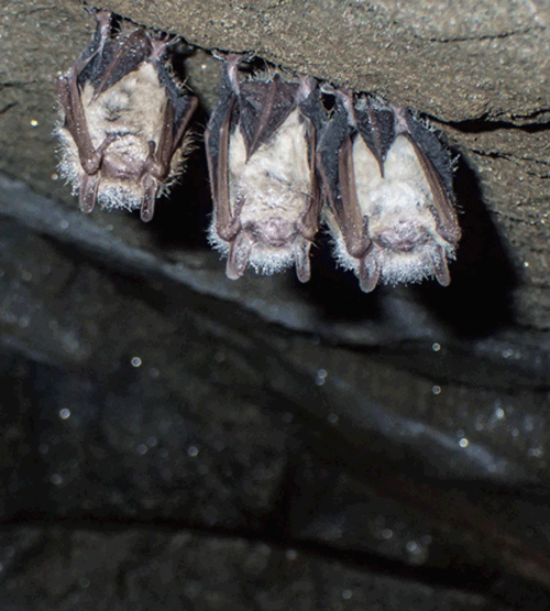 More Bat News, Service Proposes to List Tricolored Bat as Endangered