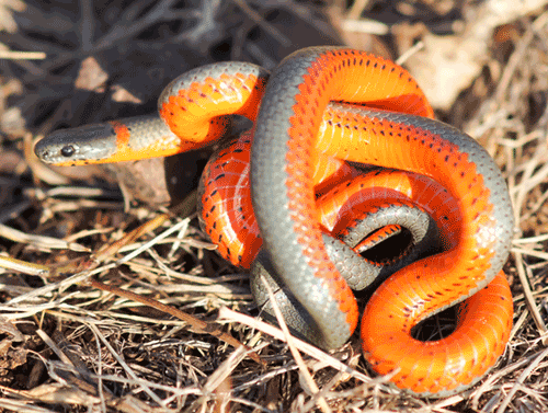 U.S. Fish and Wildlife Service Proposes Listing Two Snakes and Designating Critical Habitat