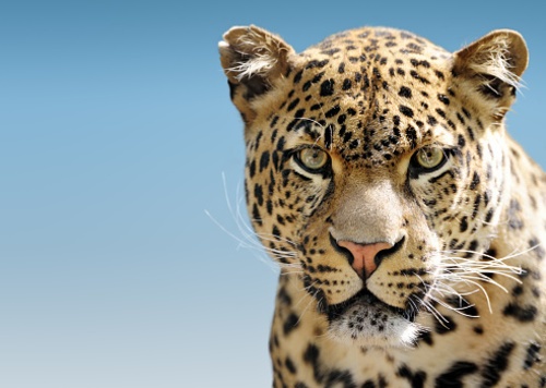 Tenth Circuit Sends Jaguar Critical Habitat Back to District Court