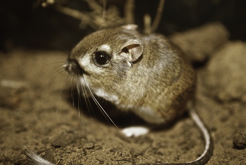 Kangaroo Rat: From Endangered to Threatened Kangaroo Rat: From Endangered to Threatened