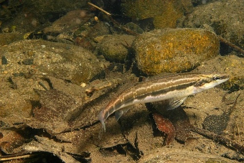 U.S. Fish and Wildlife Service Proposes Revised Critical Habitat for the Sickle Darter