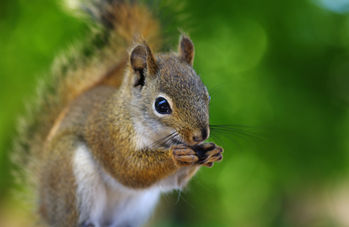FWS to Assess Revisions to Mount Graham Red Squirrel’s Critical Habitat Designation