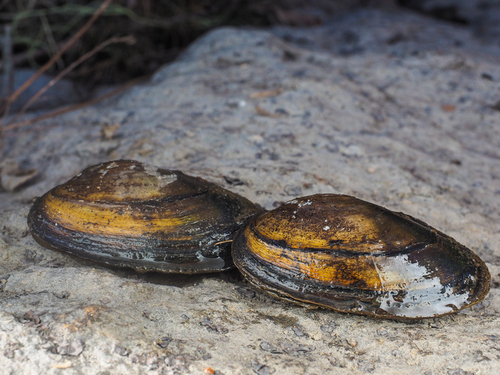 The U.S. Fish and Wildlife Service Shows Its Texas Mussel