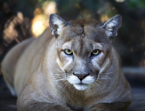 Environmental Groups Seek Protection for Mountain Lions in Southern California