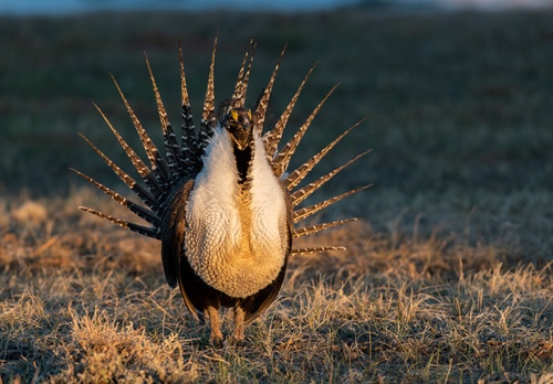 U.S. Fish and Wildlife Service Withdraws Proposal to List Bi-State Population of Greater Sage Grouse, Designate Critical Habitat