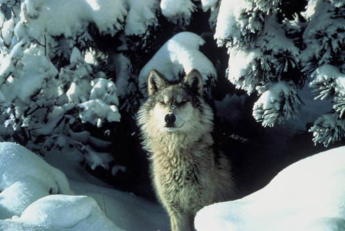 Gray Wolf Removed from Endangered Species List & Environmental Groups File Notice of Intent to Sue
