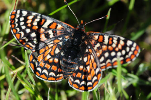 Critical Habitat Proposed for Sacramento Mountains Checkerspot Butterfly
