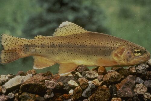Fish and Wildlife Service Proposes Delisting Apache Trout