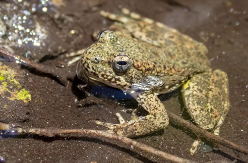 Service Lists Foothill Yellow-Legged Frog Distinct Population Segments Under the ESA