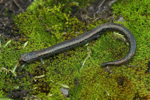 Service Proposes Listing Two California Salamander Species with Critical Habitat Designations