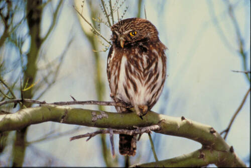 U.S. Fish and Wildlife Service Lists Cactus Ferruginous Pygmy-Owl as Threatened with a 4(d) Rule