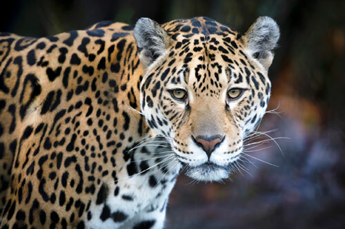 Ninth Circuit Rules Service Improperly Designated Occupied, Unoccupied Critical Habitat for Jaguar