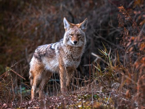 Service Declines to List Coyote on Basis of Resemblance to Endangered Mexican Wolf