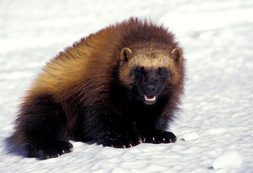 Service Lists Population of North American Wolverine as Threatened with Interim 4(d) Rule