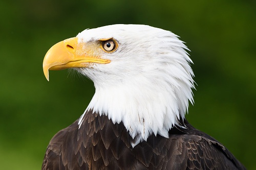 U.S. Fish and Wildlife Service Establishes Expedited Eagle Permits