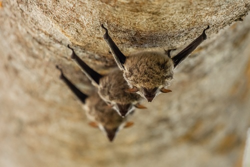 Court Remands Northern Long-eared Bat Listing Back to USFWS