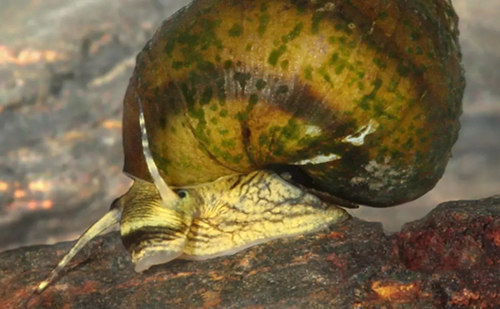 U.S. Fish and Wildlife Service Proposes Listing Oblong Rocksnail, Once Believed Extinct