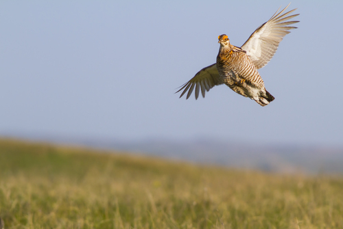 President Biden Vetoes Attempt to Undo ESA Protections for Lesser Prairie-Chicken and Northern Long-Eared Bat