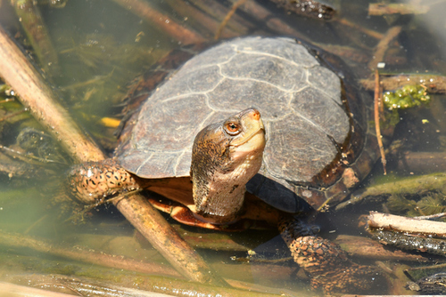 Service Proposes Listing Two Pond Turtle Species and Short-tailed Snake as Threatened with 4(d) Rules