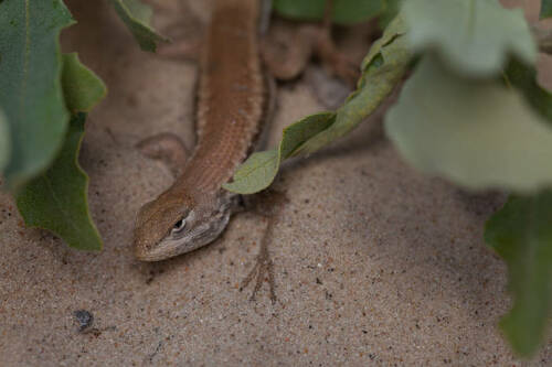 Dunes Sagebrush Lizard Earns Spot on Endangered Species List
