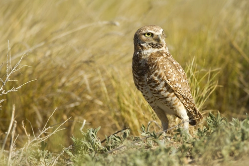 Groups Petition California Fish and Game Commission to List Western Burrowing Owl