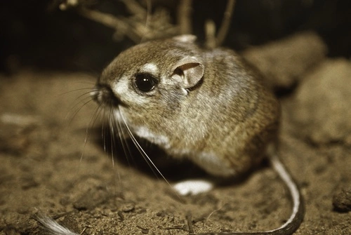 Kangaroo Rat: From Endangered to Threatened