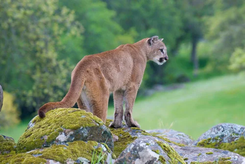 Mountain Lions Protected Under the California Endangered Species Act