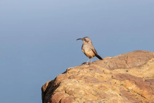 Two Desert Thrashers Now CESA Candidate Species: Bendire’s and LeConte’s Thrashers Receive Interim Protection