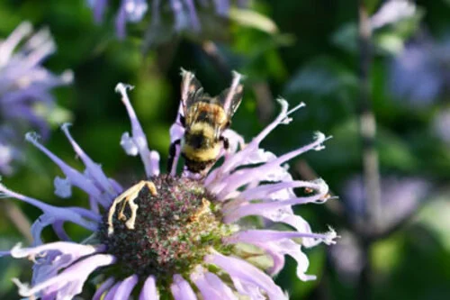 USFWS Designates Critical Habitat for the Rusty Patched Bumble Bee