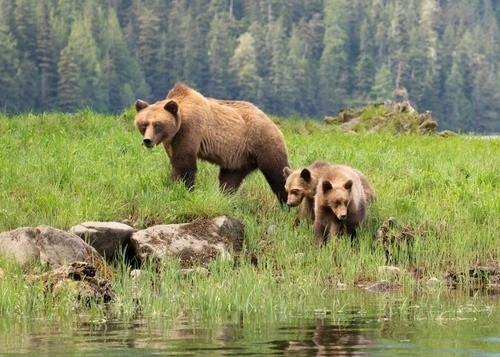 Fish and Wildlife Service Proposes to Provide Greater Authority to States and Tribes to Manage Grizzly Bears