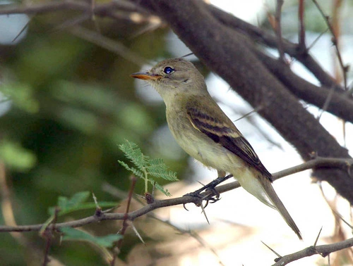 Court of Appeals Affirms Service Decision to Retain Protections for Southwestern Willow Flycatcher