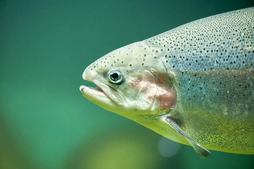 NMFS Issues “Harm” Recission Guidance