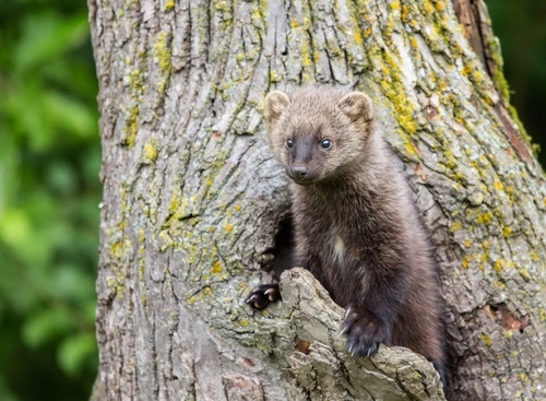 Service Seeking Comments on Fisher Conservation Agreement